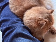 -豆逗聊愈猫阁Easy Life