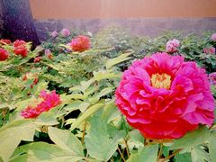 -国家植物园