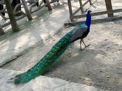 -昆山城市生态森林公园