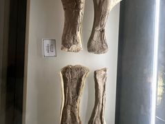 -辽宁古生物博物馆