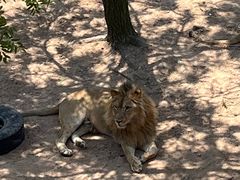 -西霞口神雕山野生动物世界