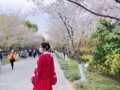 -高东镇樱花园