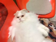 -猫咪博物馆(顶澳仔猫街店)