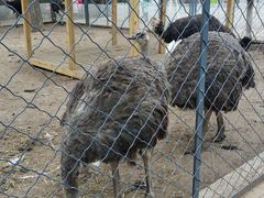 -长白岛森林公园
