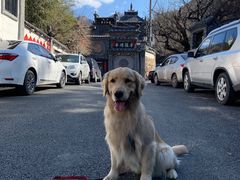 -老张烤羊(王哥庄店)