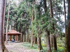 -阿里山神木遗迹