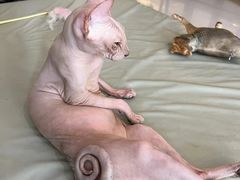 -平行世界·猫咖(首经贸店)