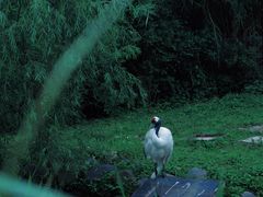 -上海野生动物园