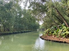 -大湾区中央湿地公园