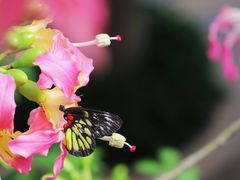 -东莞观音山旅游风景区