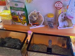 -可爱抓 COCO  GOTCHA(天津鹏欣水游城店)