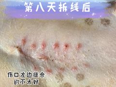 -宠福鑫动物医院(城北分院)