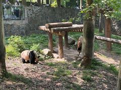 -都江堰中华大熊猫苑