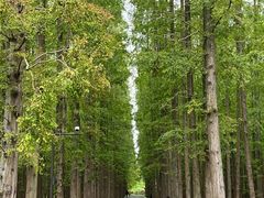 -东平国家森林公园
