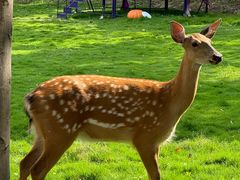 -不觉晓CAMPING(上海迪士尼营地店)