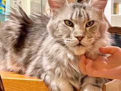 -猫小院猫主题餐厅(三里屯店)