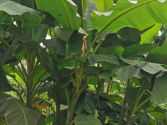 -三圣花乡旅游区