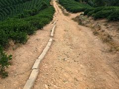 -龙坞茶村