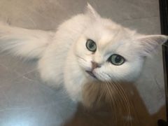 -松果猫咖(桐乡吾悦金街店)