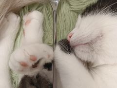 -有喵·猫咖·狗咖·30几只猫10只小狗(岗厦店)