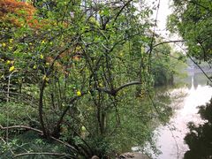 -听松楼·花园酒店·自助餐厅(红梅公园店)