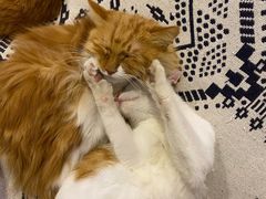 -平行世界·猫咖(首经贸店)