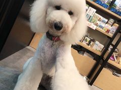 -小尾巴宠物店(万科·金域华庭店)