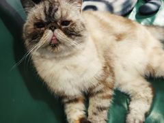 -猫色咖啡·猫咖