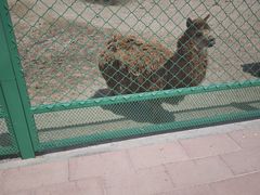 -新疆天山野生动物园