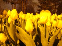 -长春公园(普阳街道)