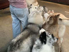 -TrueLove @ Neverland (Husky Cafe)