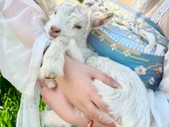 -杭州湾海上花田景区