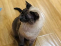 -滚猫咖啡·猫咖·猫友好撸猫(未来城店)