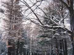 -北海道神宫