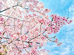 -顾村公园