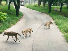 -西安秦岭野生动物园