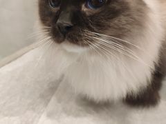 -猫儿山۰猫主题餐厅