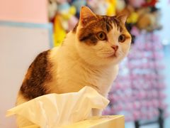 -三花喵·撸猫购宠·宠物生活馆(虹桥南丰城店)
