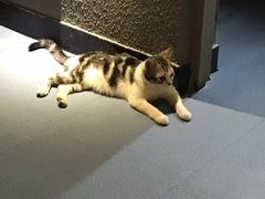 -AOE 火焰 剧本密室狼人杀