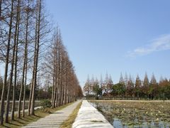 -上海长兴岛郊野公园