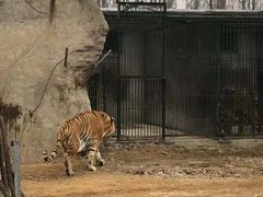 -秦皇岛野生动物园