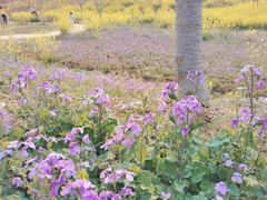 -绵阳盛世樱花悠乐谷