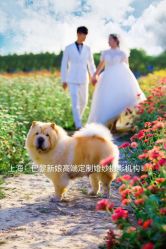 点击看大图 -巴黎新娘婚纱摄影·婚礼策划(嘉定总店)