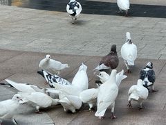 -中粮·祥云小镇