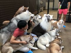 -TrueLove @ Neverland (Husky Cafe)