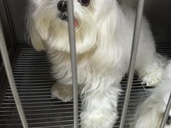-申普宠物医院·眼科·心内科·影像科(普陀分院)