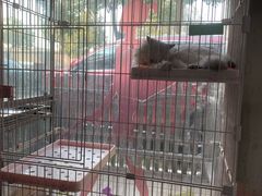 -暖阳宠物医院·犬猫康复中心·骨科