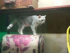 -猫咪博物馆(顶澳仔猫街店)