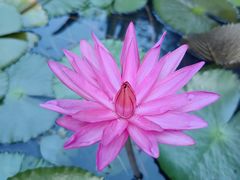 -深圳国际园林花卉博览园