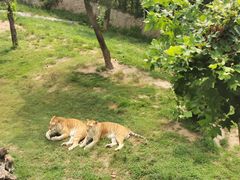 -西霞口神雕山野生动物世界